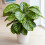 Gardeners Dream Calathea Flamestar (14cm) V2 1