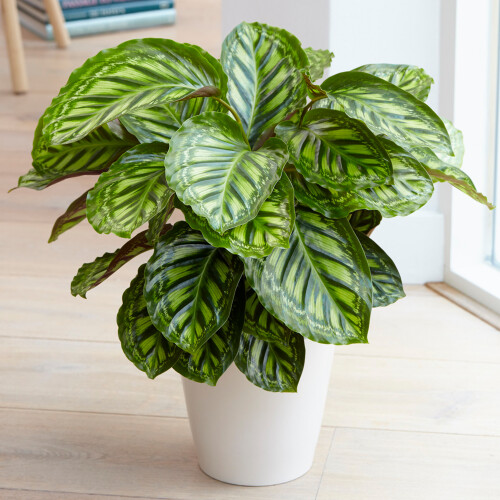 Gardeners Dream Calathea Flamestar (14cm) V2