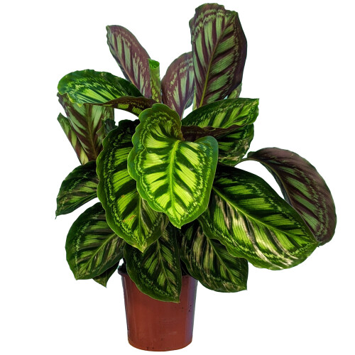 Gardeners Dream Calathea Flamestar (14cm) V2 2