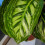 Gardeners Dream Calathea Flamestar (14cm) V2 4