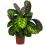 Gardeners Dream Calathea Flamestar (14cm) V3 3