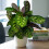 Gardeners Dream Calathea Flamestar (14cm) V3 2