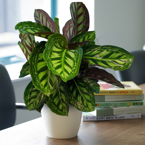 Gardeners Dream Calathea Flamestar (14cm) V3 1