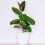 Gardeners Dream Ficus Robusta (12cm) V5 1