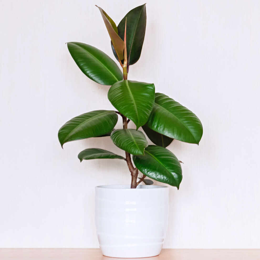 Gardeners Dream Ficus Robusta (12Cm) V5