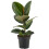 Gardeners Dream Ficus Robusta (12cm) V5 3