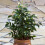 Gardeners Dream Ficus benjamina Danielle (12cm) V4 1
