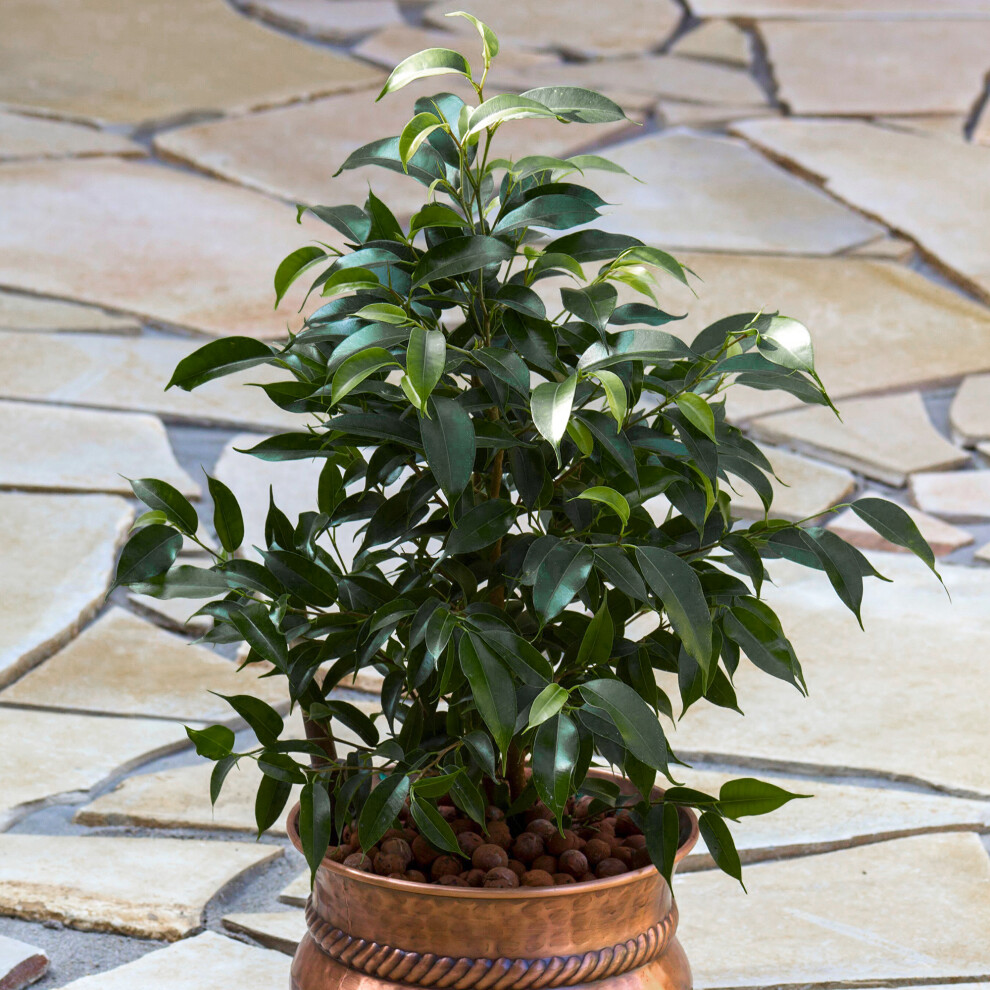 Gardeners Dream Ficus Benjamina Danielle (12Cm) V4