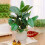 Gardeners Dream Ficus Robusta (12cm) V2 2