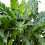Gardeners Dream Calathea Blue Grass (12cm) 4