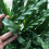 Gardeners Dream Calathea Blue Grass (12cm) 3
