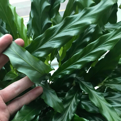 Gardeners Dream Calathea Blue Grass (12cm) 2