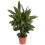 Gardeners Dream Calathea Blue Grass (12cm) 2