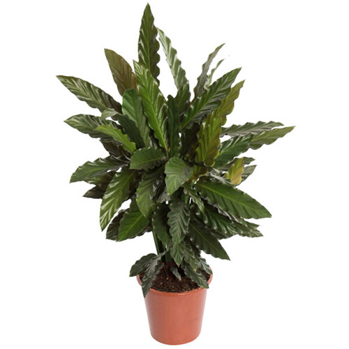 Gardeners Dream Calathea Blue Grass (12cm) 1