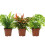 Gardeners Dream Fern Indoor Plant Collection (3 Plants) 3