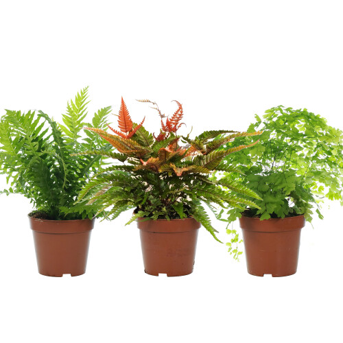 Gardeners Dream Fern Indoor Plant Collection (3 Plants) 2