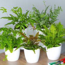 Fern Indoor Plant Collection (3 Plants)