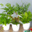 Gardeners Dream Fern Indoor Plant Collection (3 Plants) 1