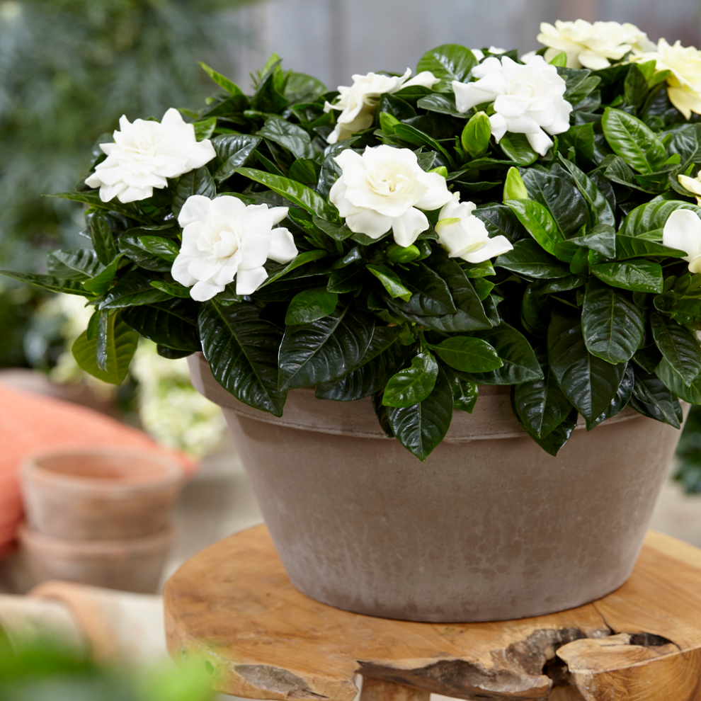 Gardeners Dream Gardenia Jasminoides (9Cm, V1)