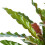Gardeners Dream Calathea Elgergrass (12cm) 4