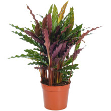 Calathea Elgergrass (12cm)