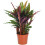 Gardeners Dream Calathea Elgergrass (12cm) 1