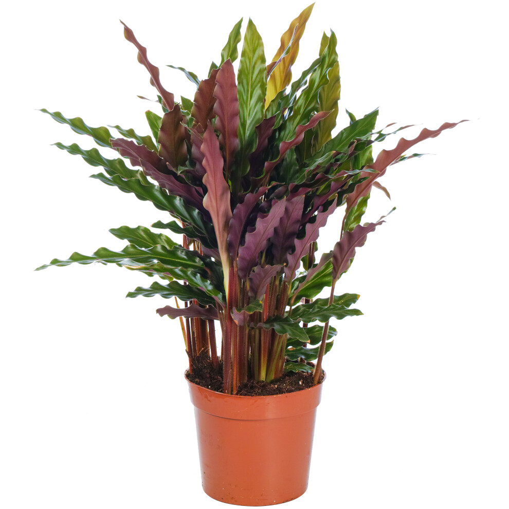 Gardeners Dream Calathea Elgergrass (12Cm)