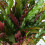 Gardeners Dream Calathea Elgergrass (12cm) 3