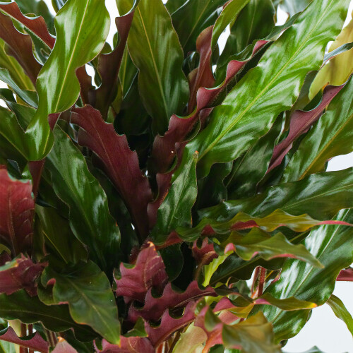 Gardeners Dream Calathea Elgergrass (12cm) 2