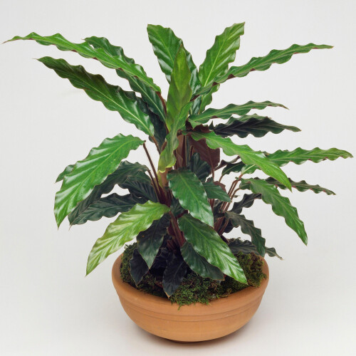Gardeners Dream Calathea Elgergrass (12cm) V1