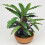 Gardeners Dream Calathea Elgergrass (12cm) V1 6