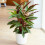 Gardeners Dream Calathea Elgergrass (12cm) V2 2