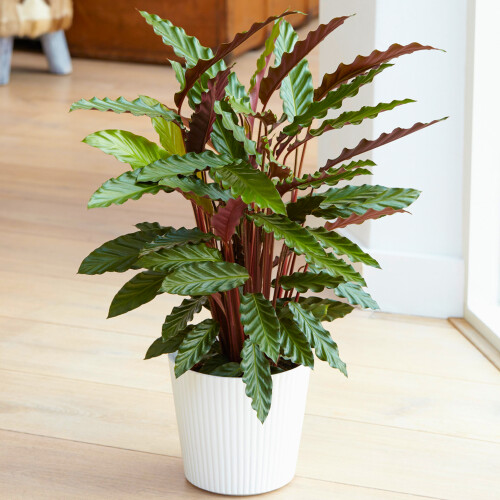 Gardeners Dream Calathea Elgergrass (12cm) V2 1