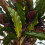 Gardeners Dream Calathea Elgergrass (12cm) V2 4