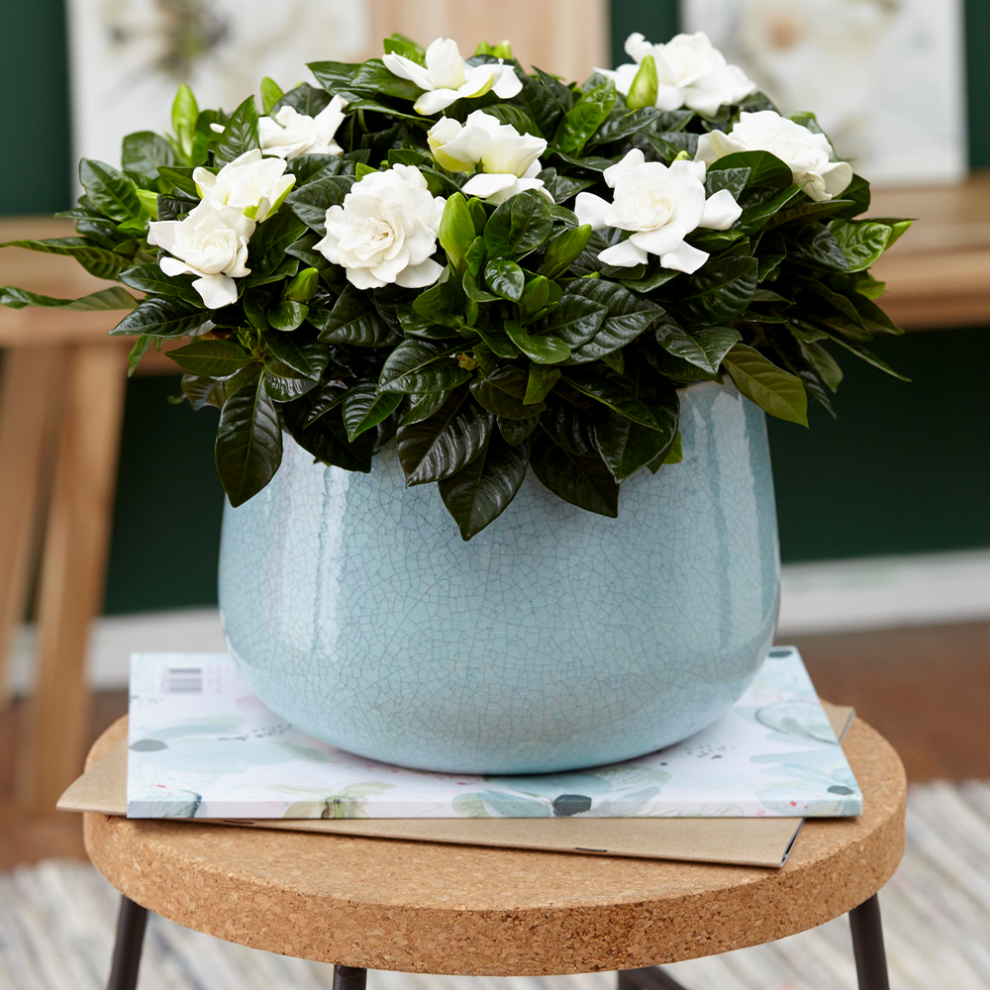 Gardeners Dream Gardenia Jasminoides (9Cm, V2)