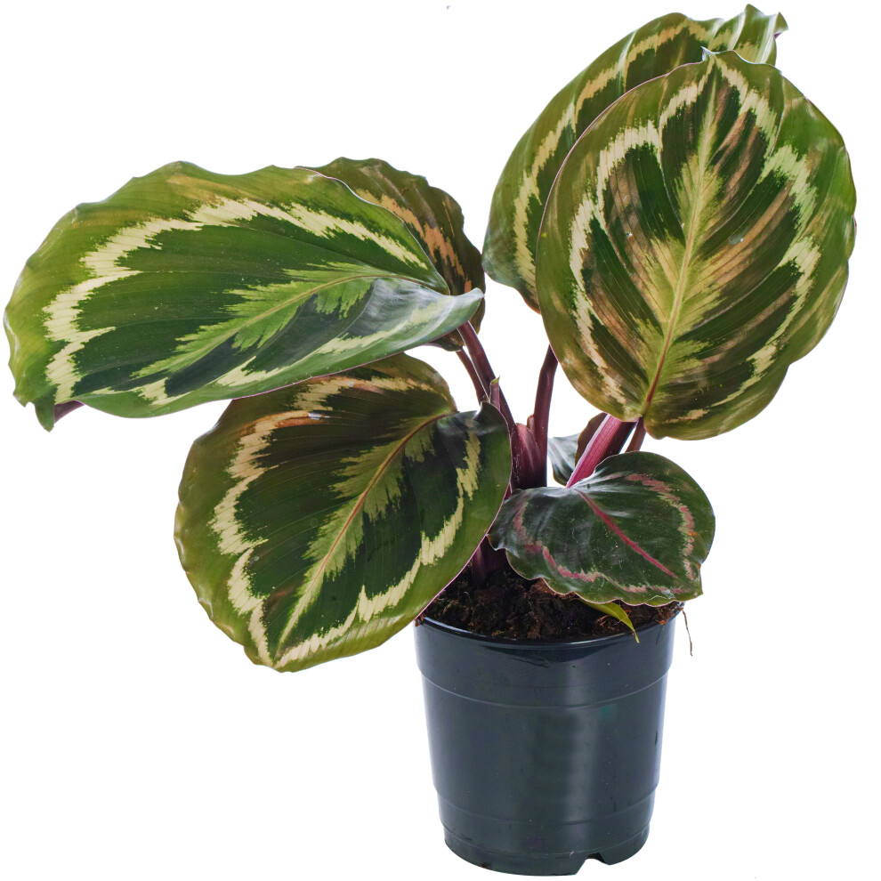 Calathea Medallion (12cm)