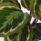 Gardeners Dream Calathea Medallion (12cm) V1 5