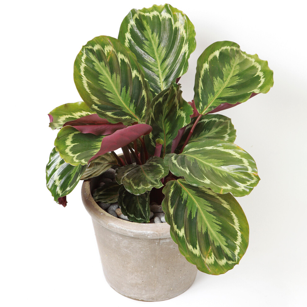 Calathea Medallion (12cm) V1