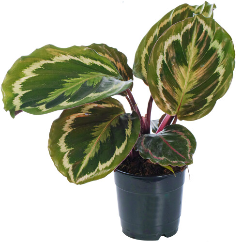 Gardeners Dream Calathea Medallion (12cm) V2 2