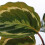 Gardeners Dream Calathea Medallion (12cm) V2 4