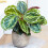 Gardeners Dream Calathea Medallion (12cm) V2 2