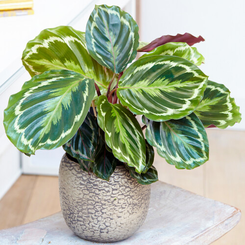 Gardeners Dream Calathea Medallion (12cm) V2 1