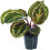 Gardeners Dream Calathea Medallion (12cm) V3 3