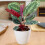 Gardeners Dream Calathea Medallion (12cm) V3 1