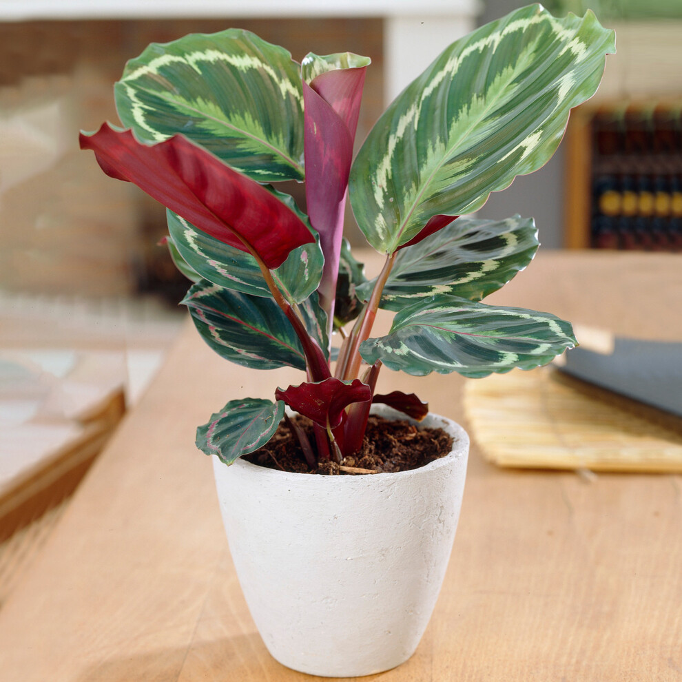 Calathea Medallion (12cm) V3
