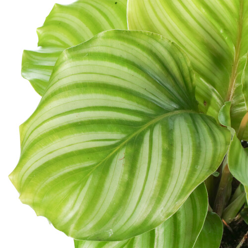 Gardeners Dream Calathea Orbifolia (12cm) 2