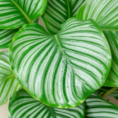 Gardeners Dream Calathea Orbifolia (12cm) V1