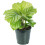 Gardeners Dream Calathea Orbifolia (12cm) V1 3