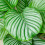 Gardeners Dream Calathea Orbifolia (12cm) V1 2