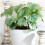 Gardeners Dream Calathea Orbifolia (12cm) V2 1